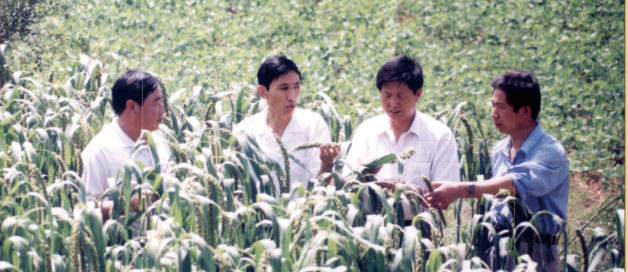 沁縣縣委常委農(nóng)委主任李?lèi)?ài)忠、政府副縣長(zhǎng)張俊芳在沁州黃開(kāi)發(fā)中心基地檢查谷子生長(zhǎng)情況